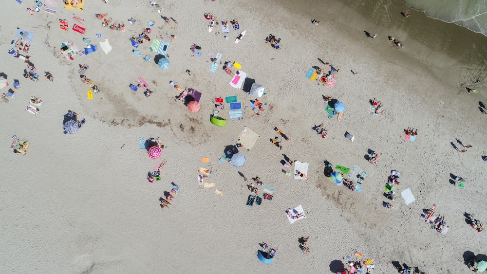 aerial photo of people sunbathing on the beach