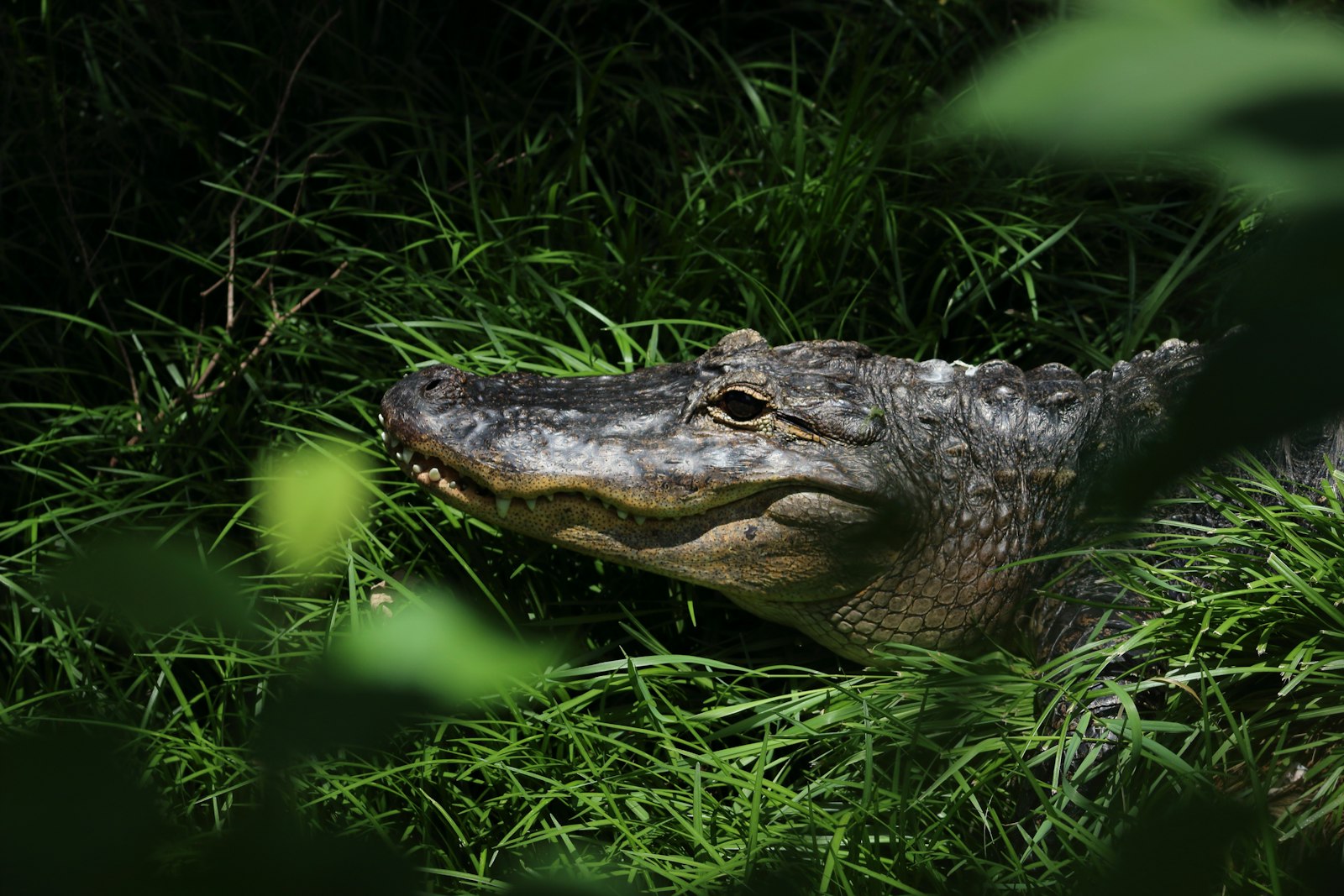 Canon EOS 100D (EOS Rebel SL1 / EOS Kiss X7) + Canon EF 75-300mm f/4-5.6 sample photo. Crocodile lying on grass photography