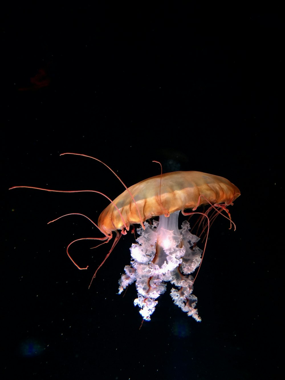 brown and white jelly fish 3D wallpaper