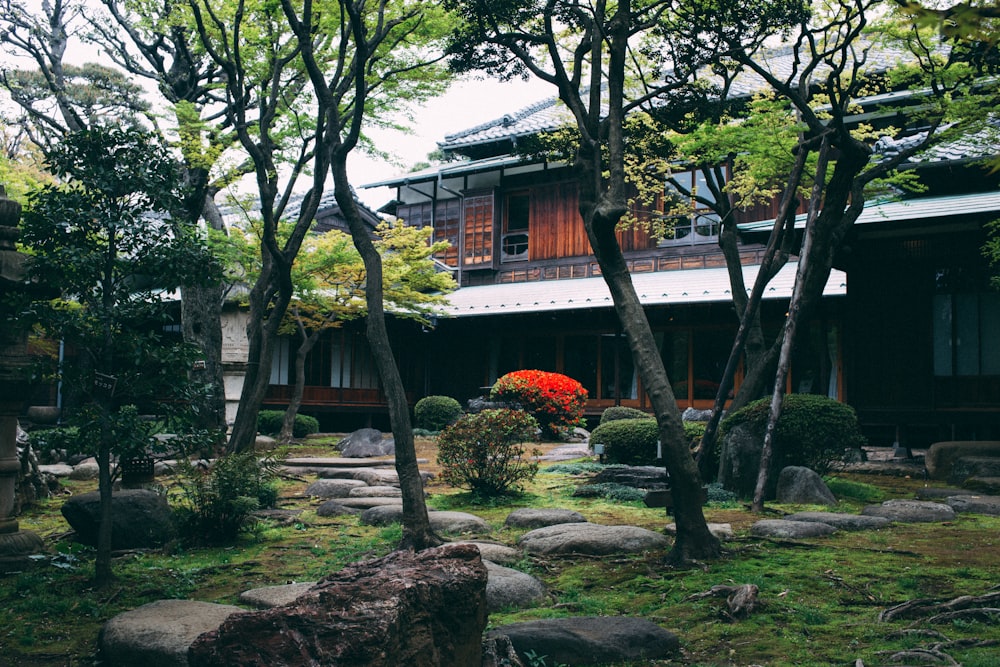 green-leafed tree near house