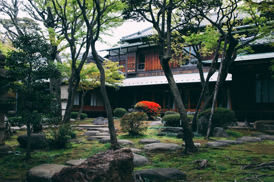 green-leafed tree near house,