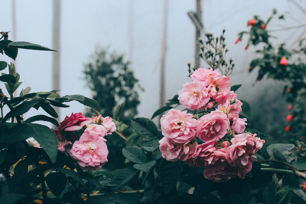 closeup photo of pink petaled flowers