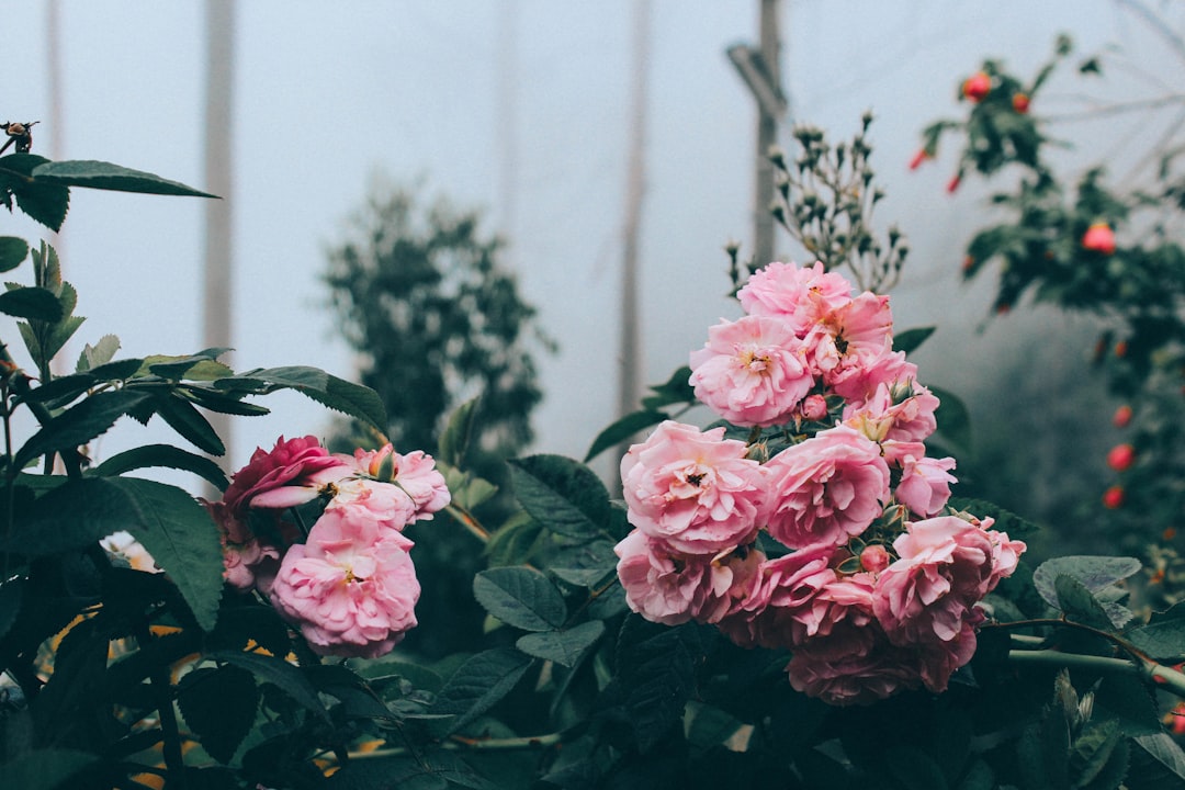 closeup photo of pink petaled flowers