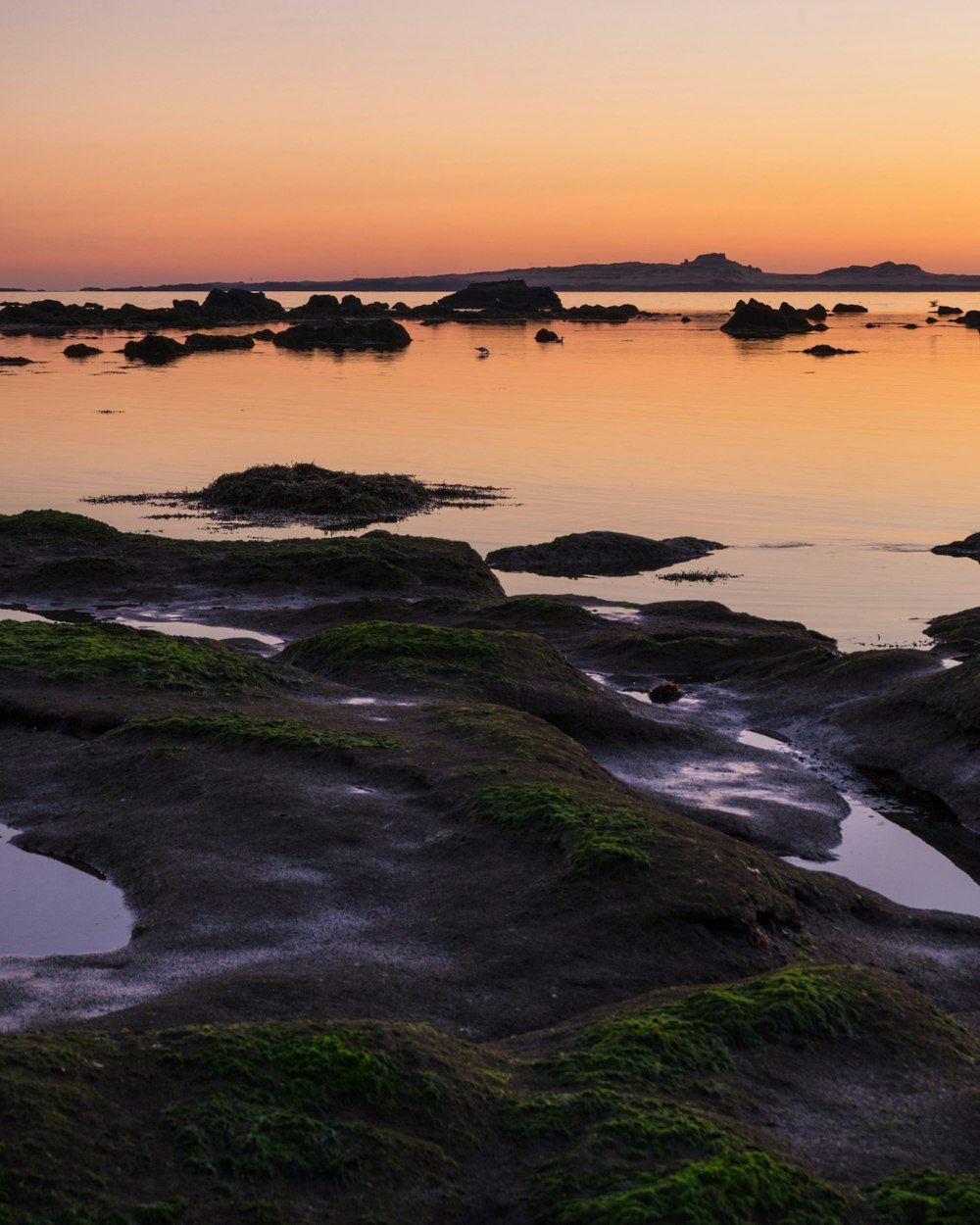 muschio coperto sulle rocce a riva durante l'ora d'oro