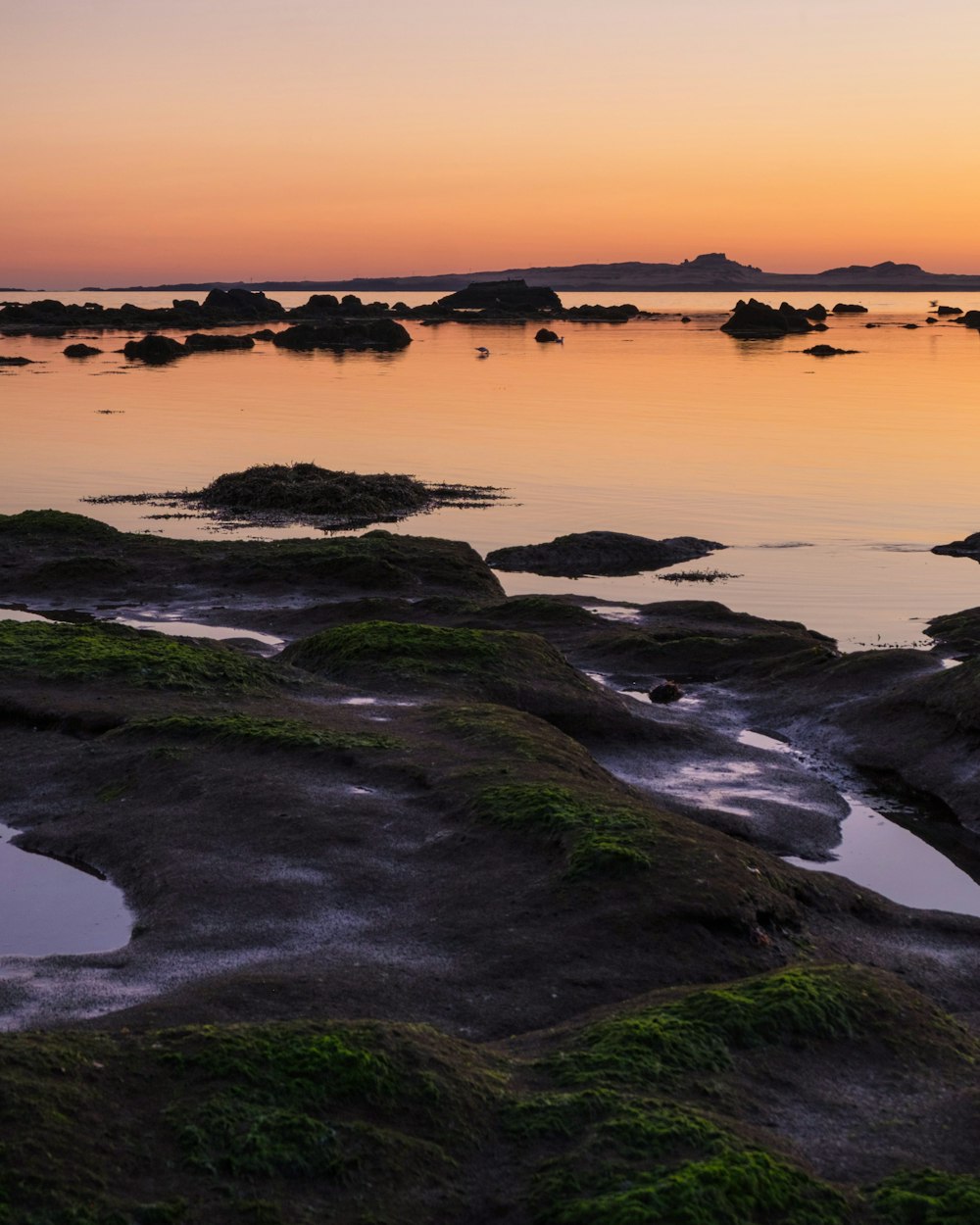 moss covered on rocks at shore during golden hour