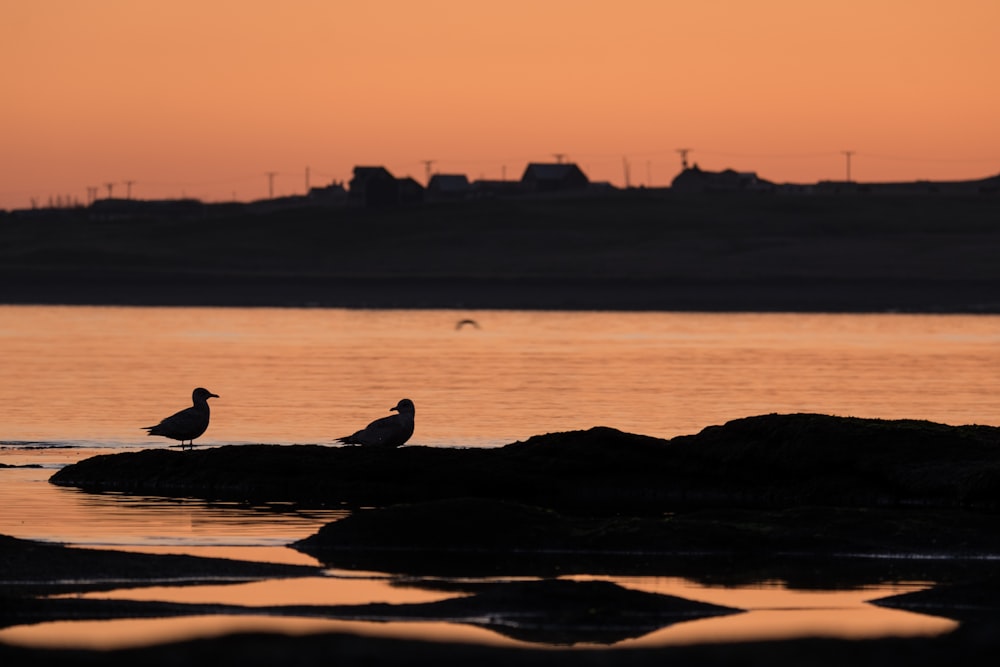 2 canards sur la silhouette de rocher pendant l’heure dorée