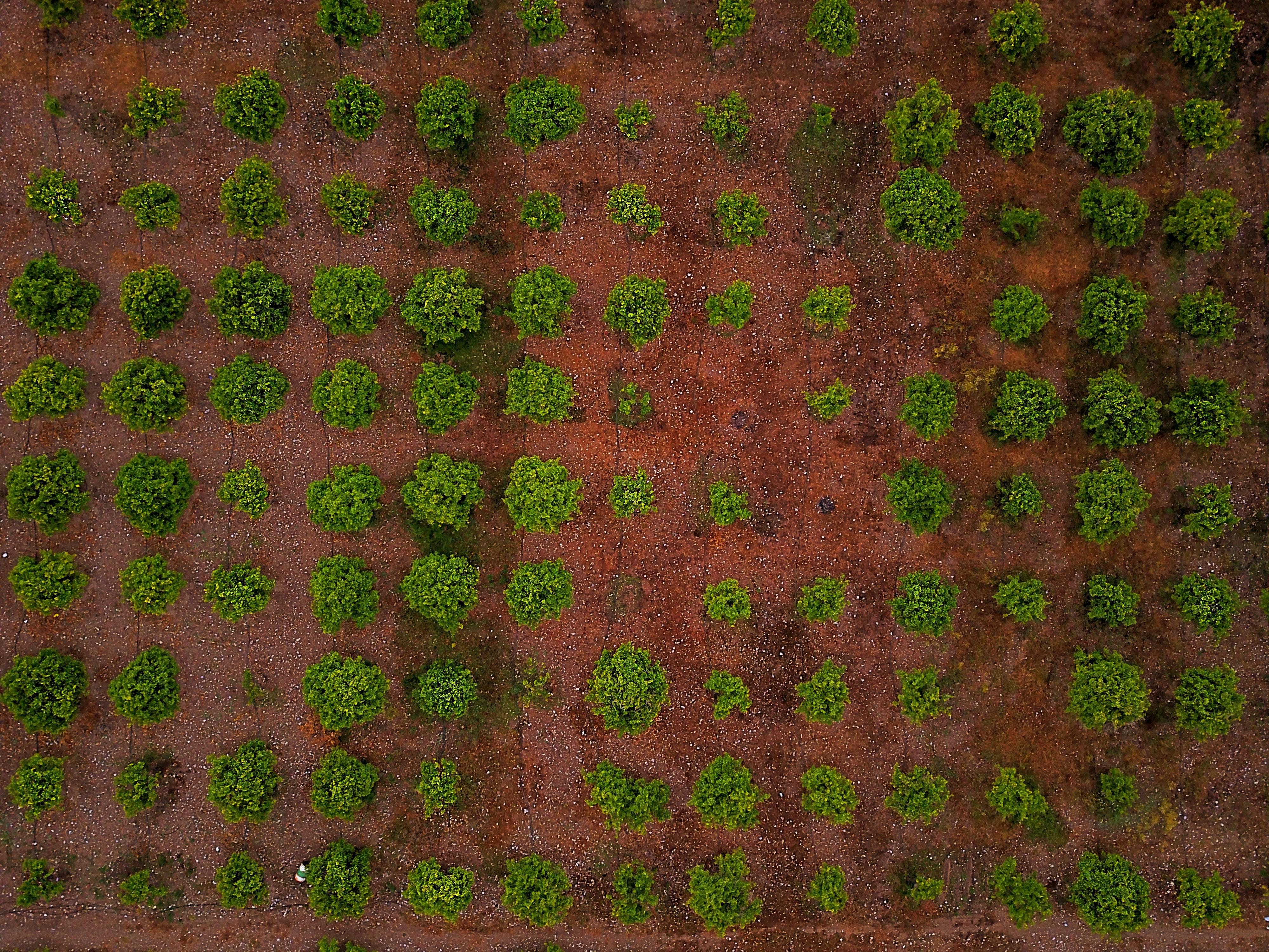 Harvesting microgreens in a tray