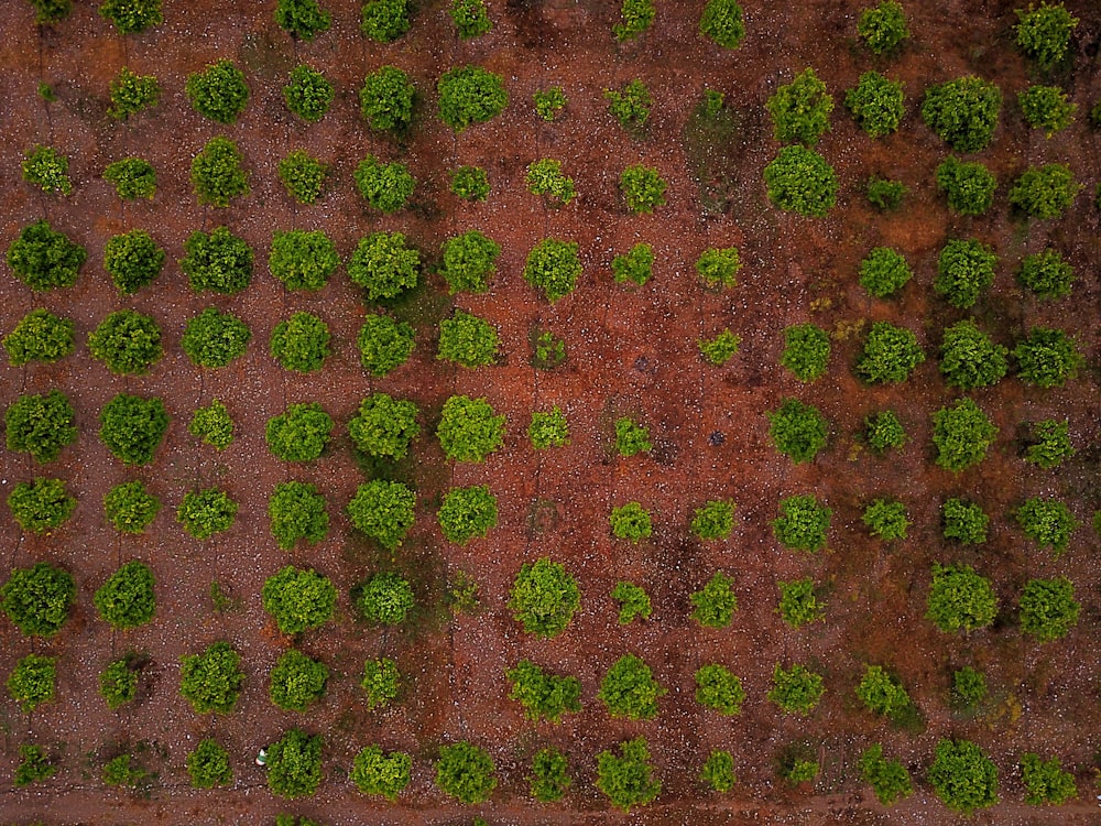 aligned vegetable plats