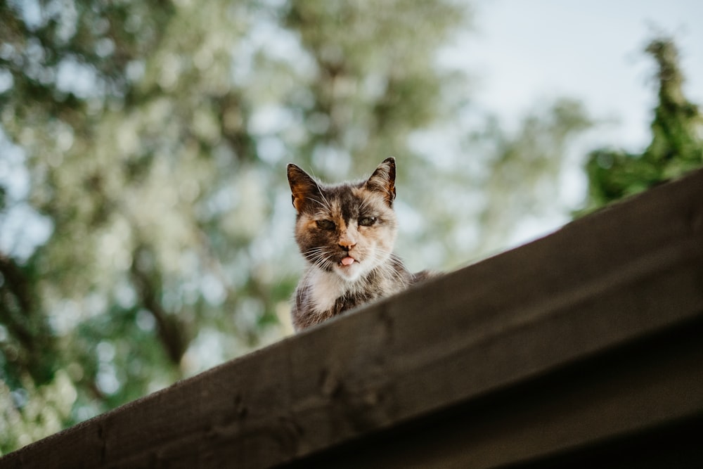 Selektive Fokusfotografie von Kattunkatze auf dem Dach