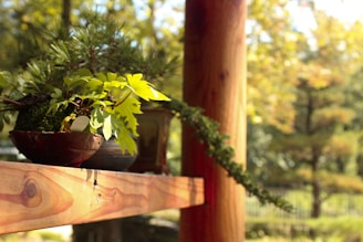 Traditional Chinese-style plants arranged gracefully on a wooden shelf by a window.