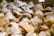 Close-up of a delicious pastry with a golden crust and powdered sugar.