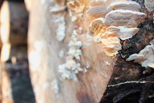 The image focuses on a close-up view of fungi growing on a piece of wood. The wood appears to be part of a cut log, and the fungi have a layered, shelf-like structure with a light color. The background is blurred, but more logs and forest debris are visible.