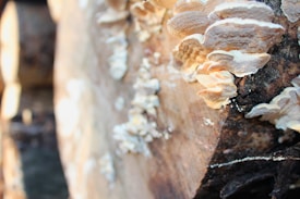 The image focuses on a close-up view of fungi growing on a piece of wood. The wood appears to be part of a cut log, and the fungi have a layered, shelf-like structure with a light color. The background is blurred, but more logs and forest debris are visible.