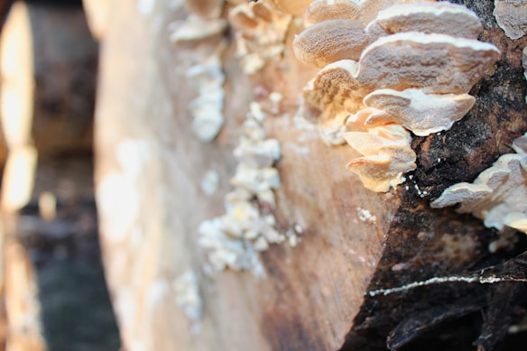 The image focuses on a close-up view of fungi growing on a piece of wood. The wood appears to be part of a cut log, and the fungi have a layered, shelf-like structure with a light color. The background is blurred, but more logs and forest debris are visible.