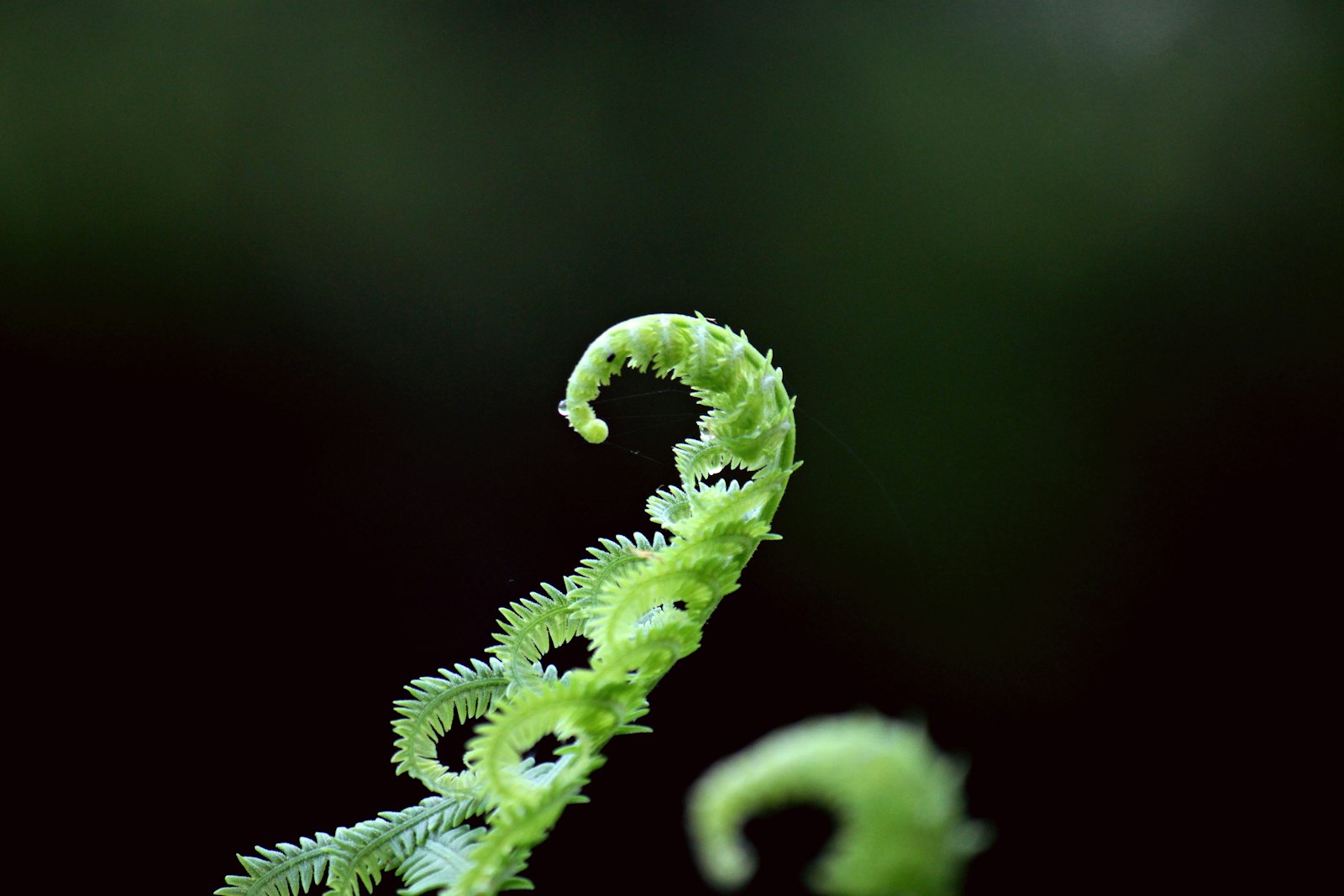 Canon EF-S 55-250mm F4-5.6 IS sample photo. Green fern plant in photography