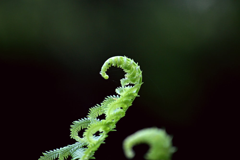 green fern plant in selective focus photograhpy