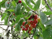 Ripe cherries hang in clusters from tree branches surrounded by lush green leaves. The cherries are vibrant red, and the leaves are a healthy shade of green. The branches appear to be sturdy and aged, with a natural texture.