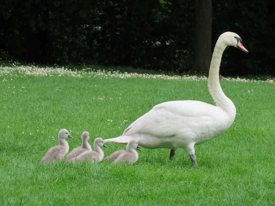 white duck with ducklings