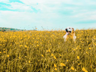 A happy dog exploring the sunny garden beside a shepherd's hut surrounded by wildflowers.