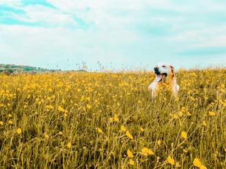 A happy rescued dog with a playful expression in a sunny garden.