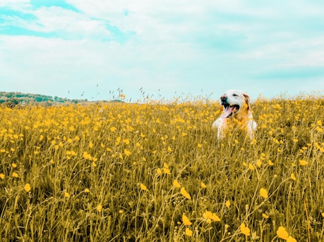 A happy rescued dog playing in a sunny Sicilian field with wildflowers.