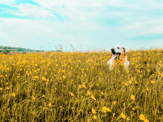 A happy rescued dog with a playful expression in a sunny garden.