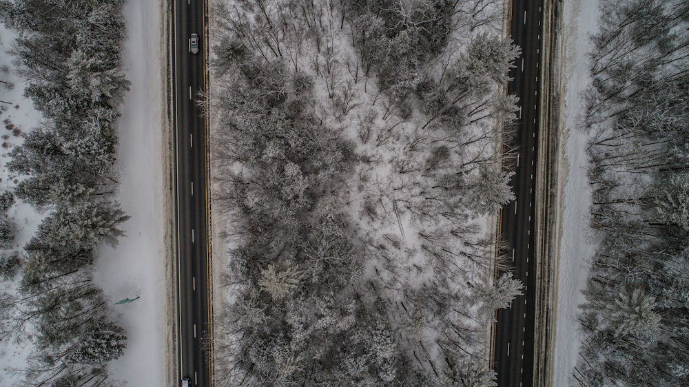 aerial photo of trees covered in snow