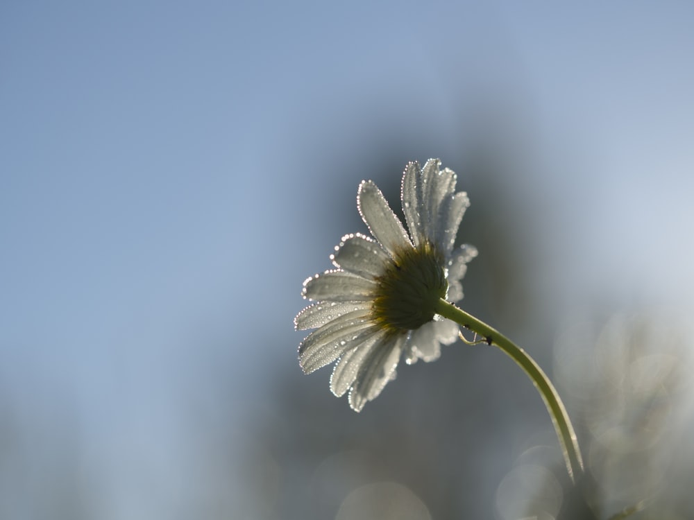 shallow focus of daisy during daytime