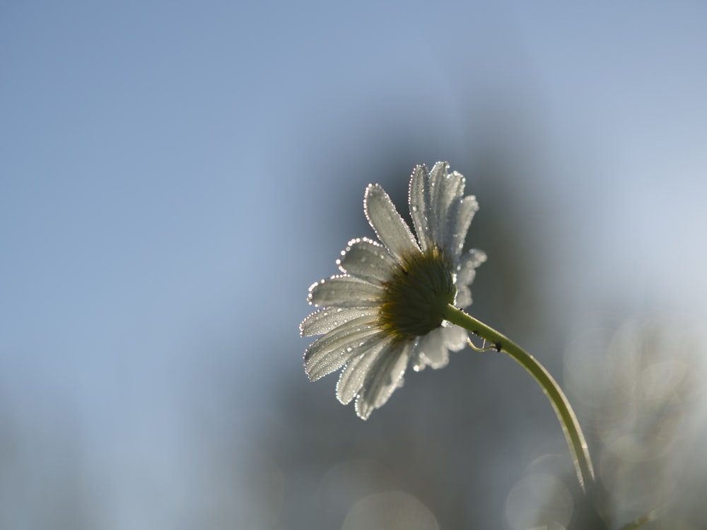 Flacher Fokus von Gänseblümchen während des Tages