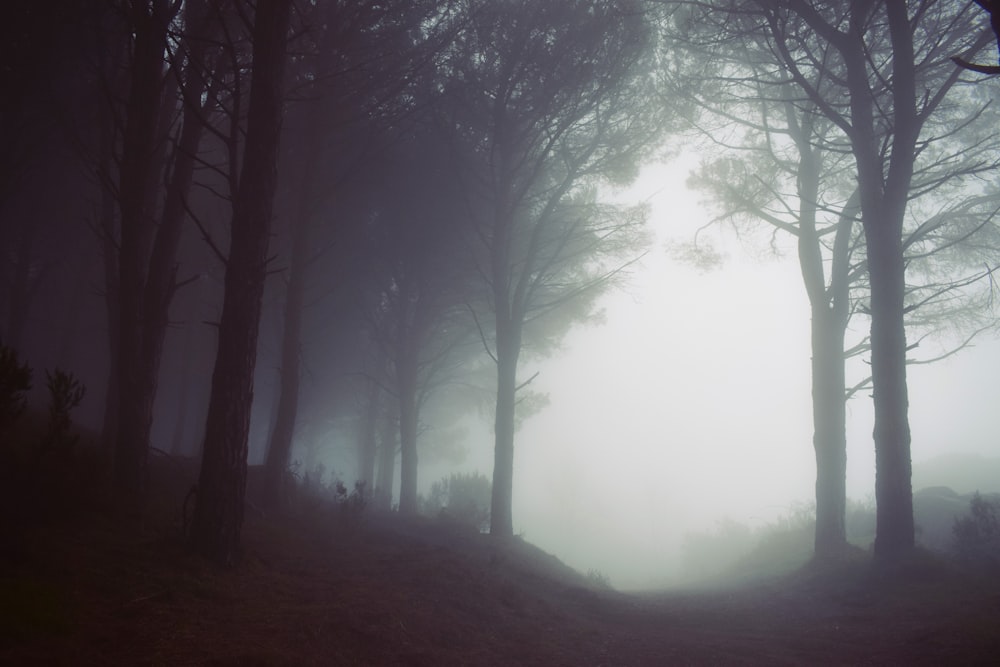 árboles verdes con niebla durante el día