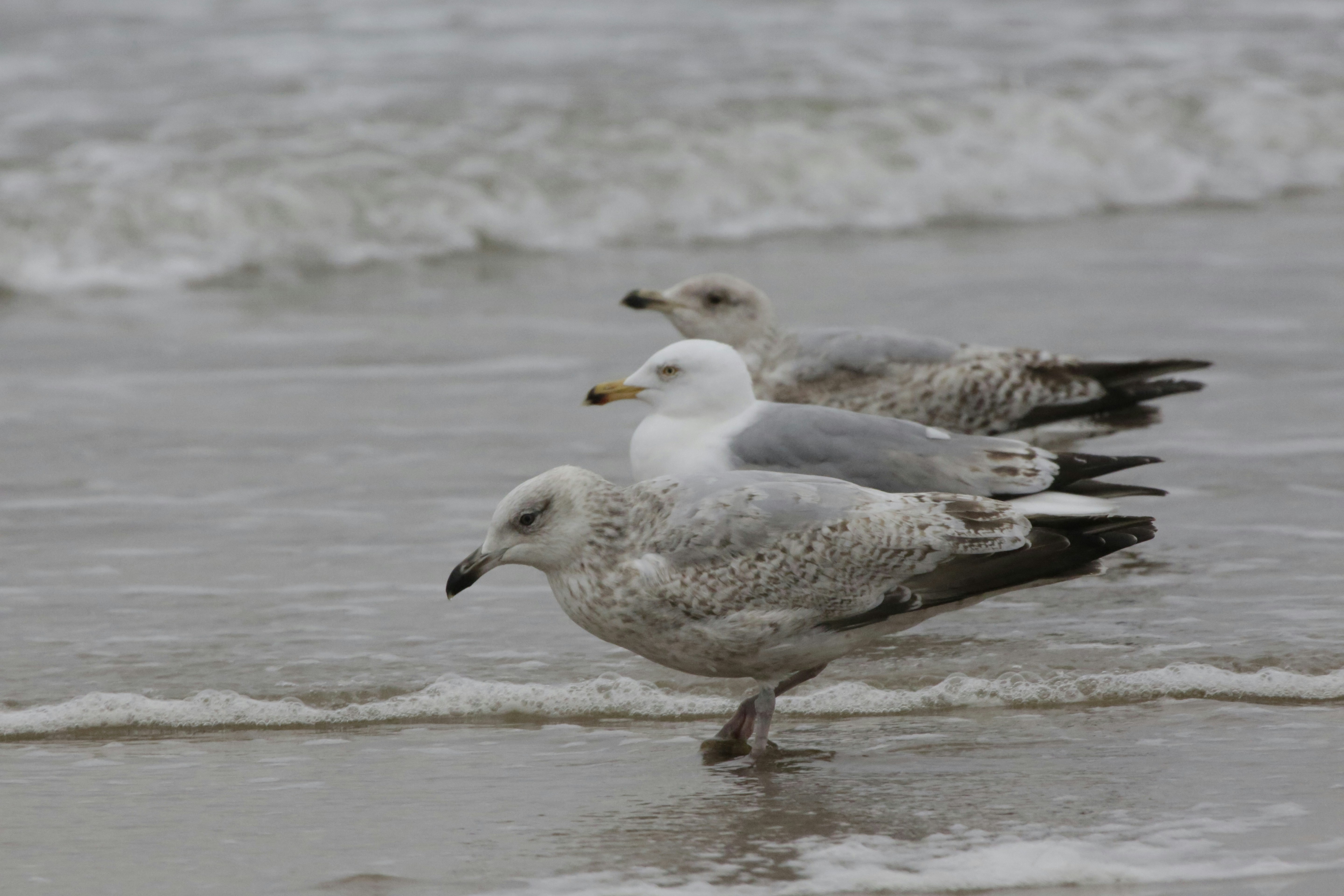 Free Unsplash photo from Peter Reiß