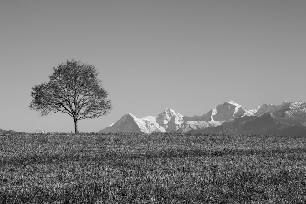 a lone tree in a field with mountains in the background