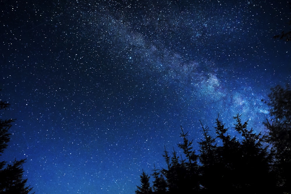 silhouette of trees under night stars