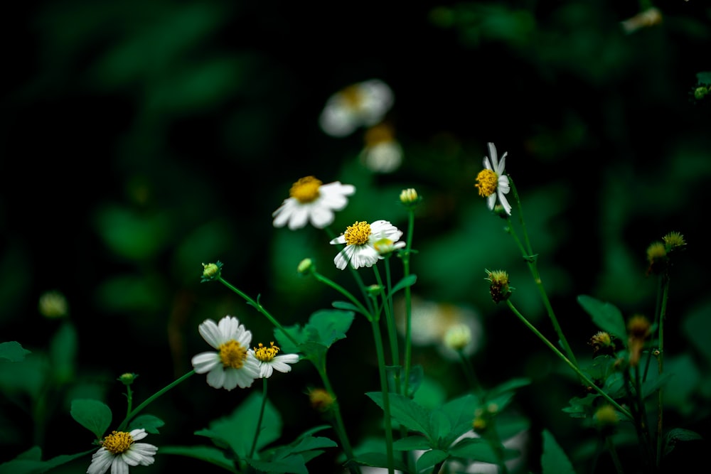 selective focus photography of white daisy at daytime