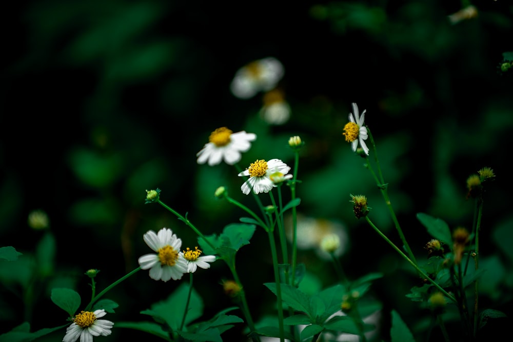 Photographie sélective de la marguerite blanche de jour