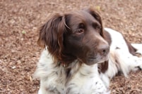 A brown and white dog is lying on a bed of wood chips. The dog has long, fluffy fur, with brown ears and a face prominently displayed. Its expression is calm and attentive, focusing on something beyond the frame.