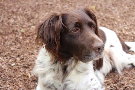 A brown and white dog is lying on a bed of wood chips. The dog has long, fluffy fur, with brown ears and a face prominently displayed. Its expression is calm and attentive, focusing on something beyond the frame.