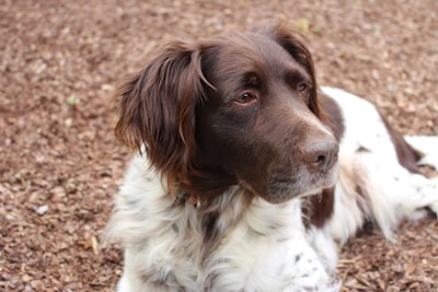 A brown and white dog is lying on a bed of wood chips. The dog has long, fluffy fur, with brown ears and a face prominently displayed. Its expression is calm and attentive, focusing on something beyond the frame.