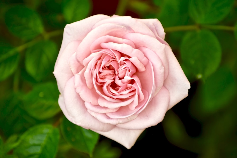 photo en gros plan de rose rose