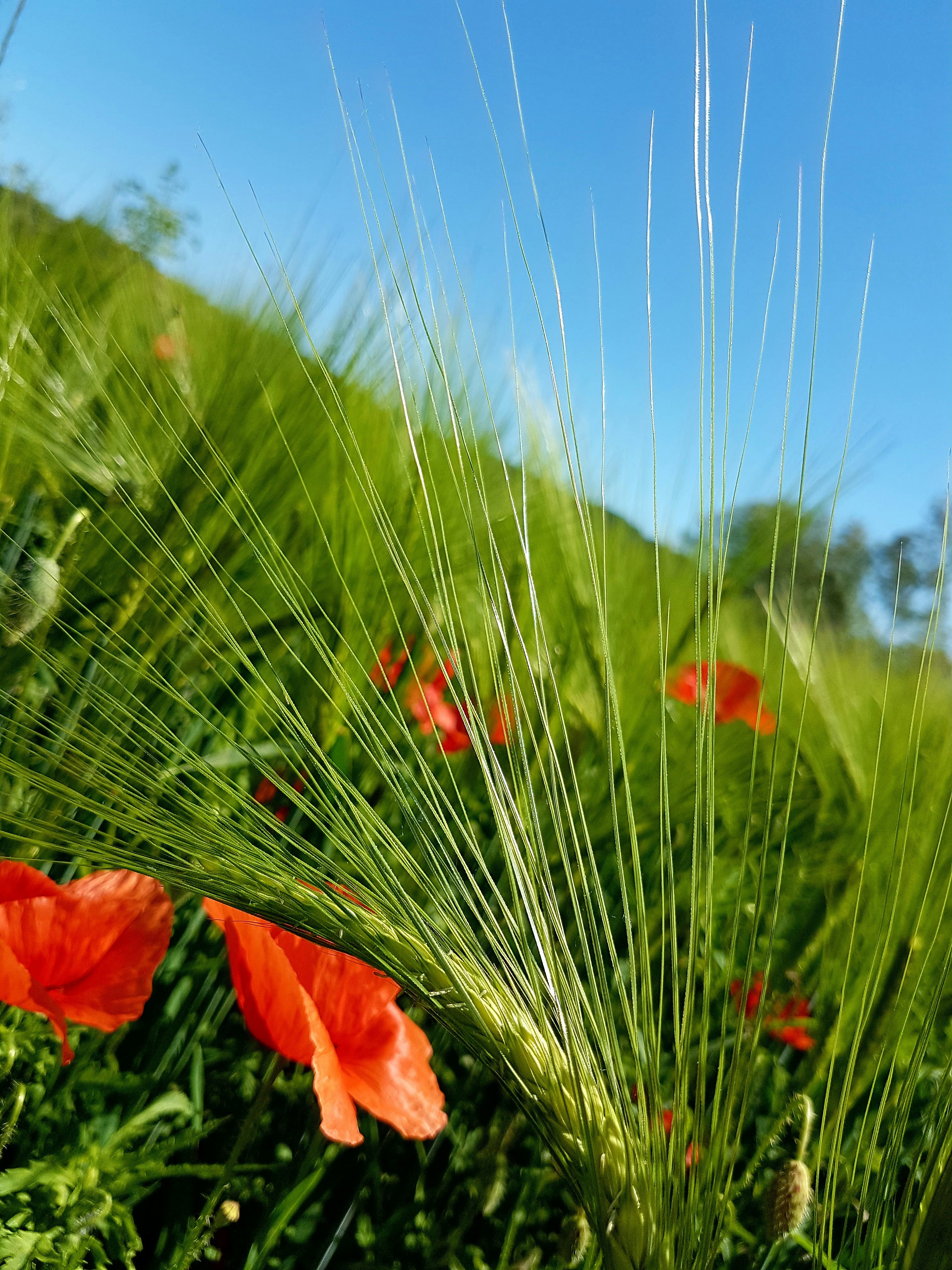 Free Unsplash photo from Goran Cehulic