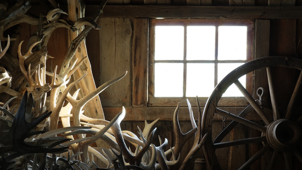 beige and brown deer antlers stacked near brown wooden carriage wheel inside room at daytime