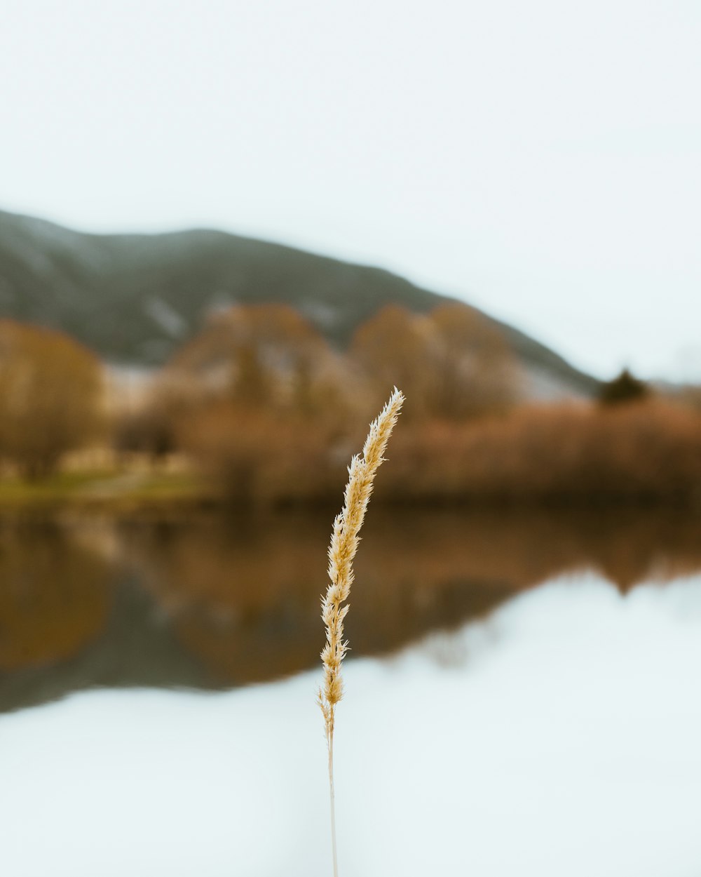 a close up of a plant near a body of water