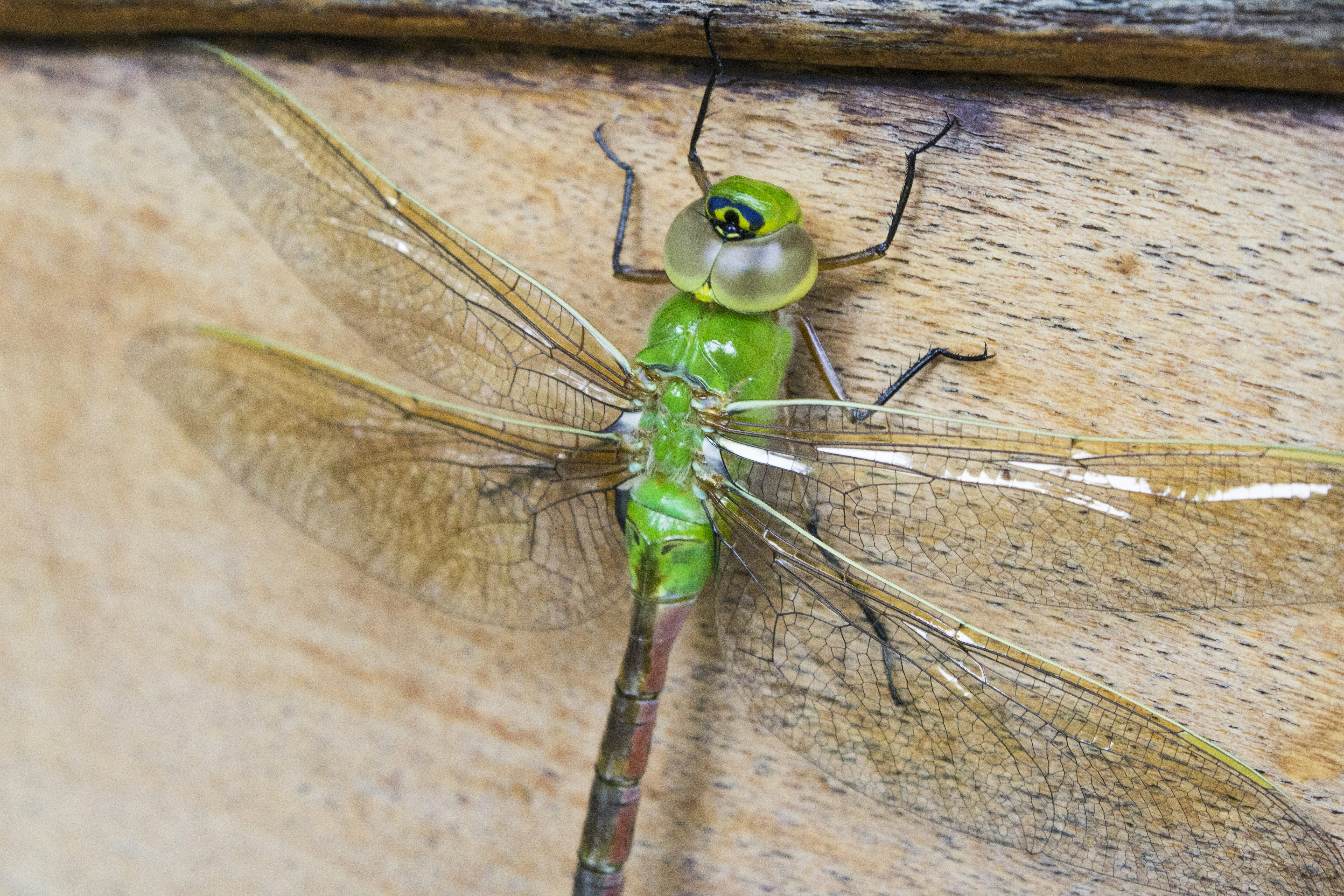 Free Unsplash photo from Ellen High