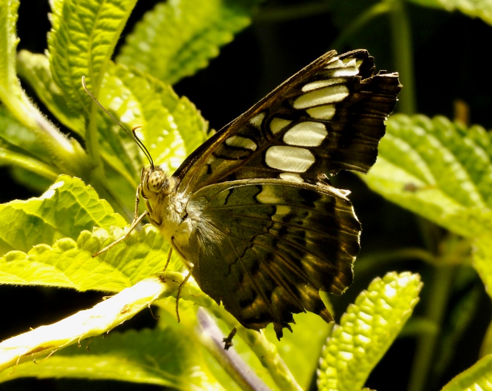 Dark butterfly sitting on a leaf.