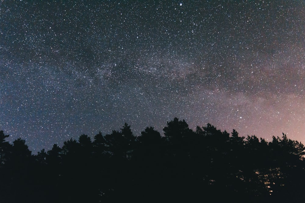 foto ravvicinata di alberi durante la notte