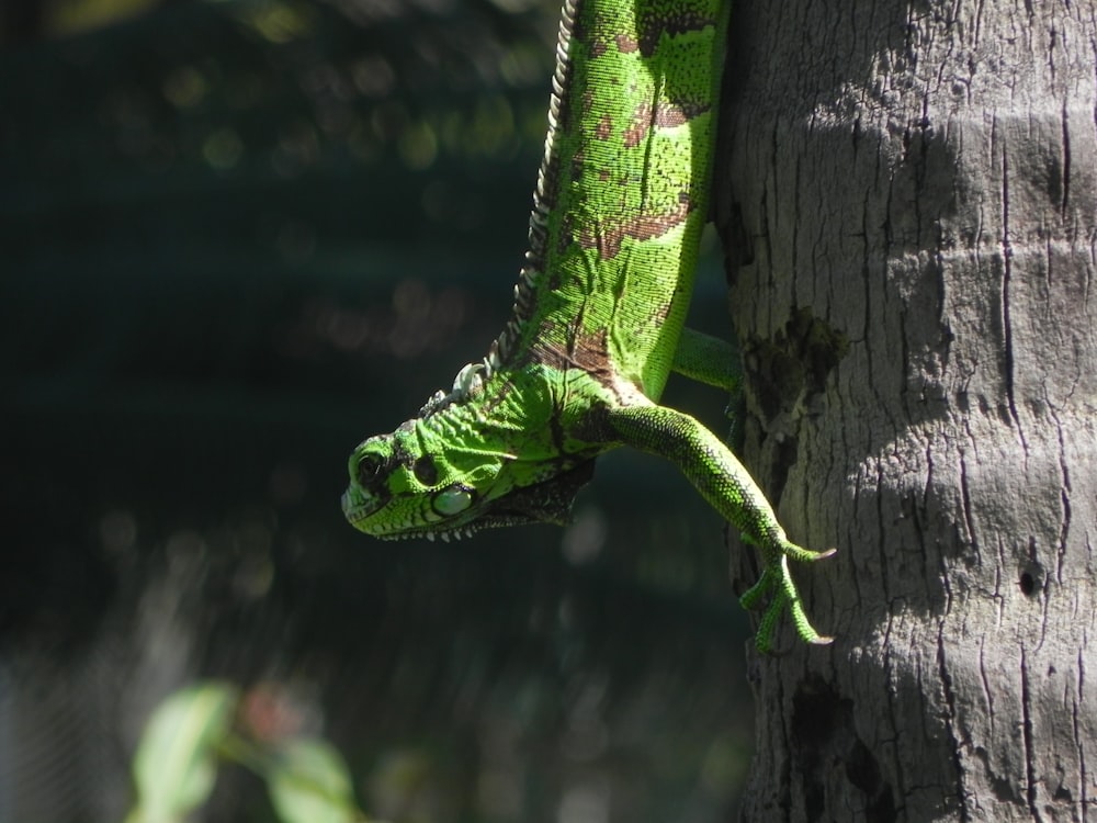 green reptile on tree trunk