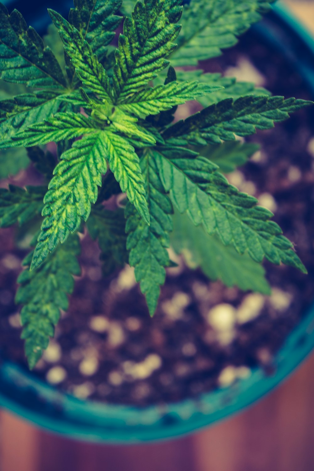 Grüne Cannabispflanze