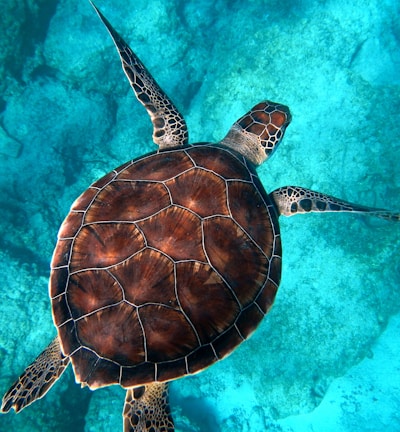 brown turtle swimming in ocean