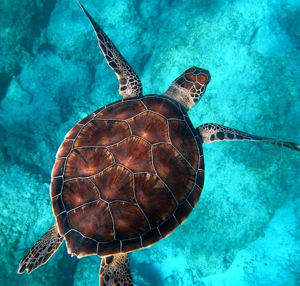 brown turtle swimming in ocean