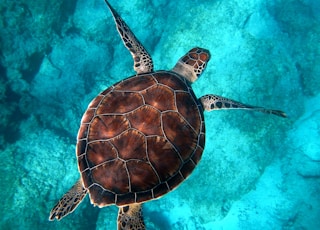 brown turtle swimming in ocean